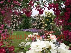 季后赛规则拱门月季（月季拱门图片大全）