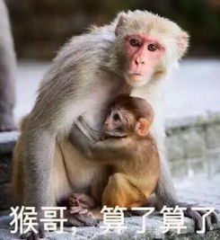 鸡哥算了